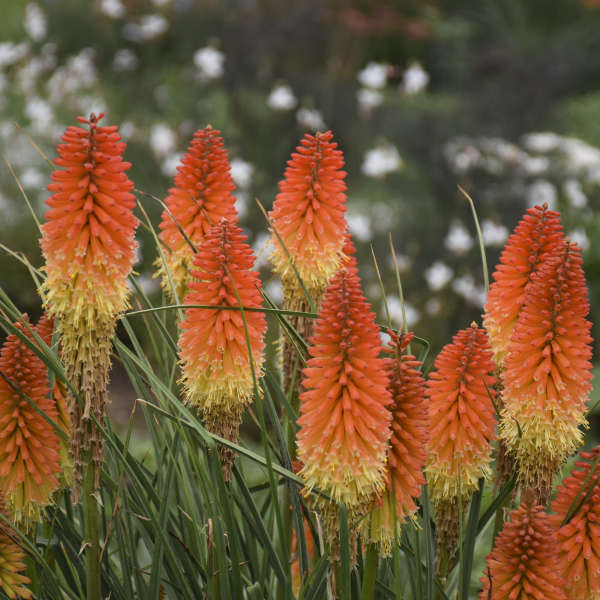 Orange Kniphofia Flower Seeds Rare Blooming Plants for Balcony and Patio Gardens