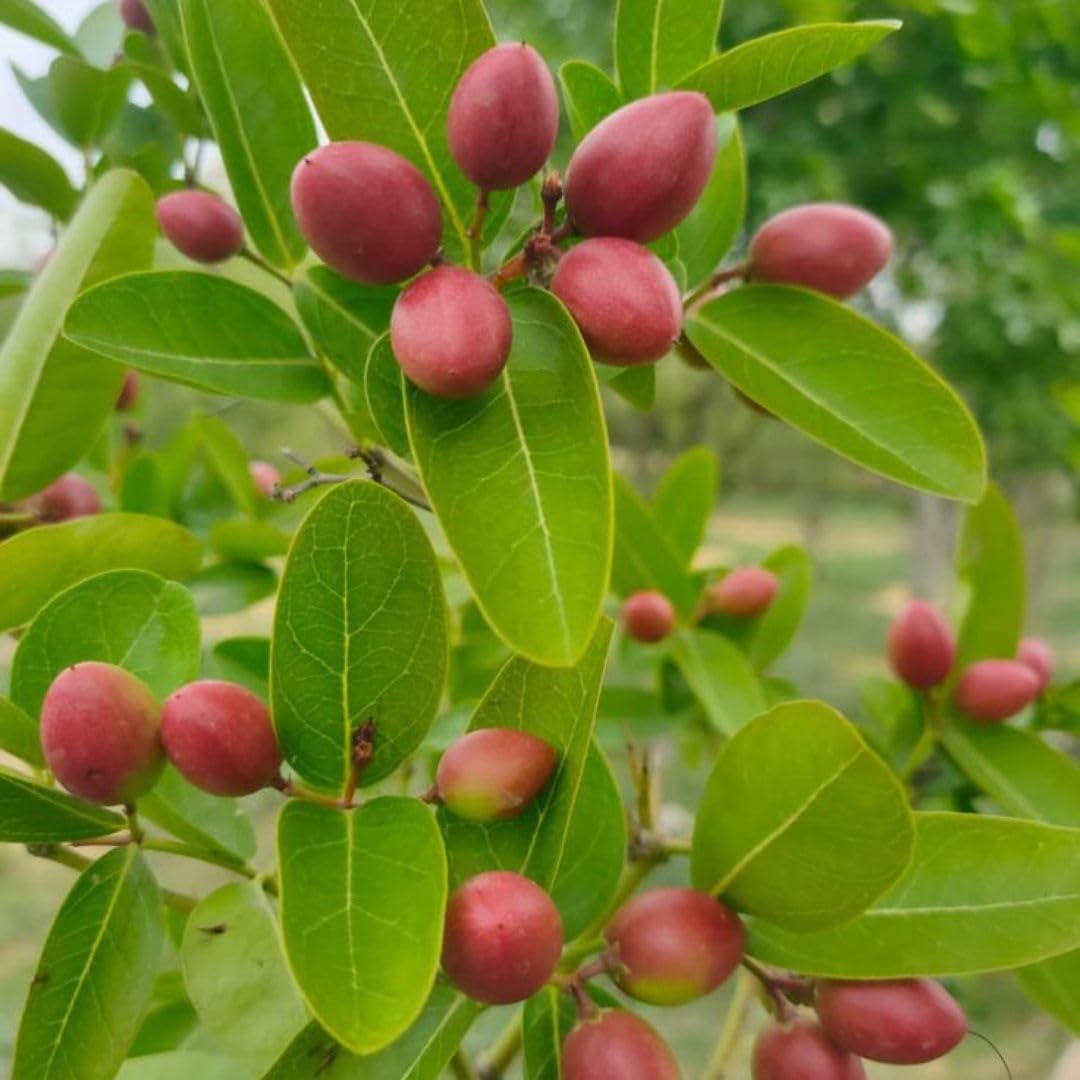 Miracle Fruit Set Producing Sweet Flavor Changing Fruits Fruit Seeds