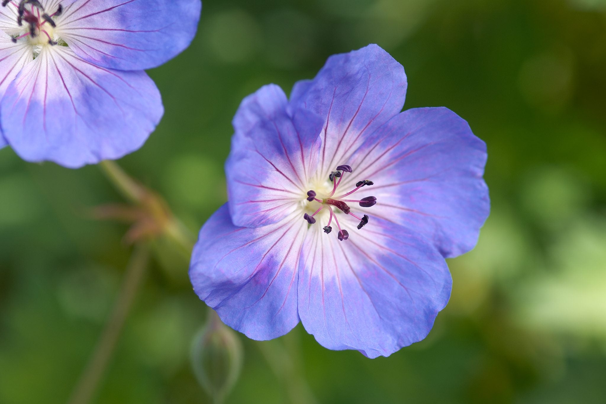 Rozanne Geranium Flower Seeds