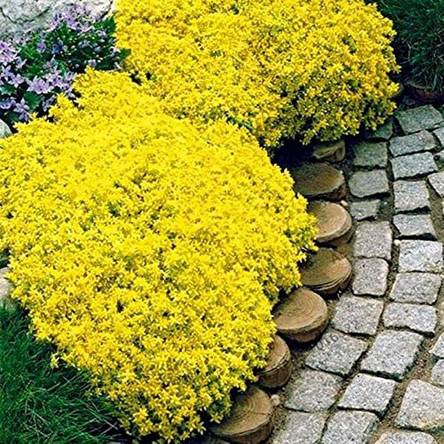 Yellow Cress Aubrieta Flower Seeds
