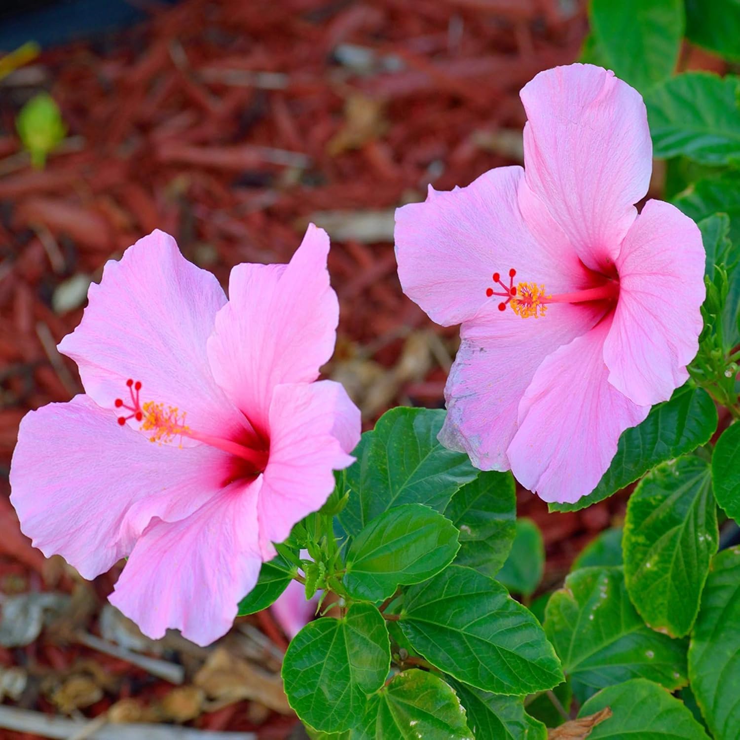 Pink Hibiscus Flower Seeds