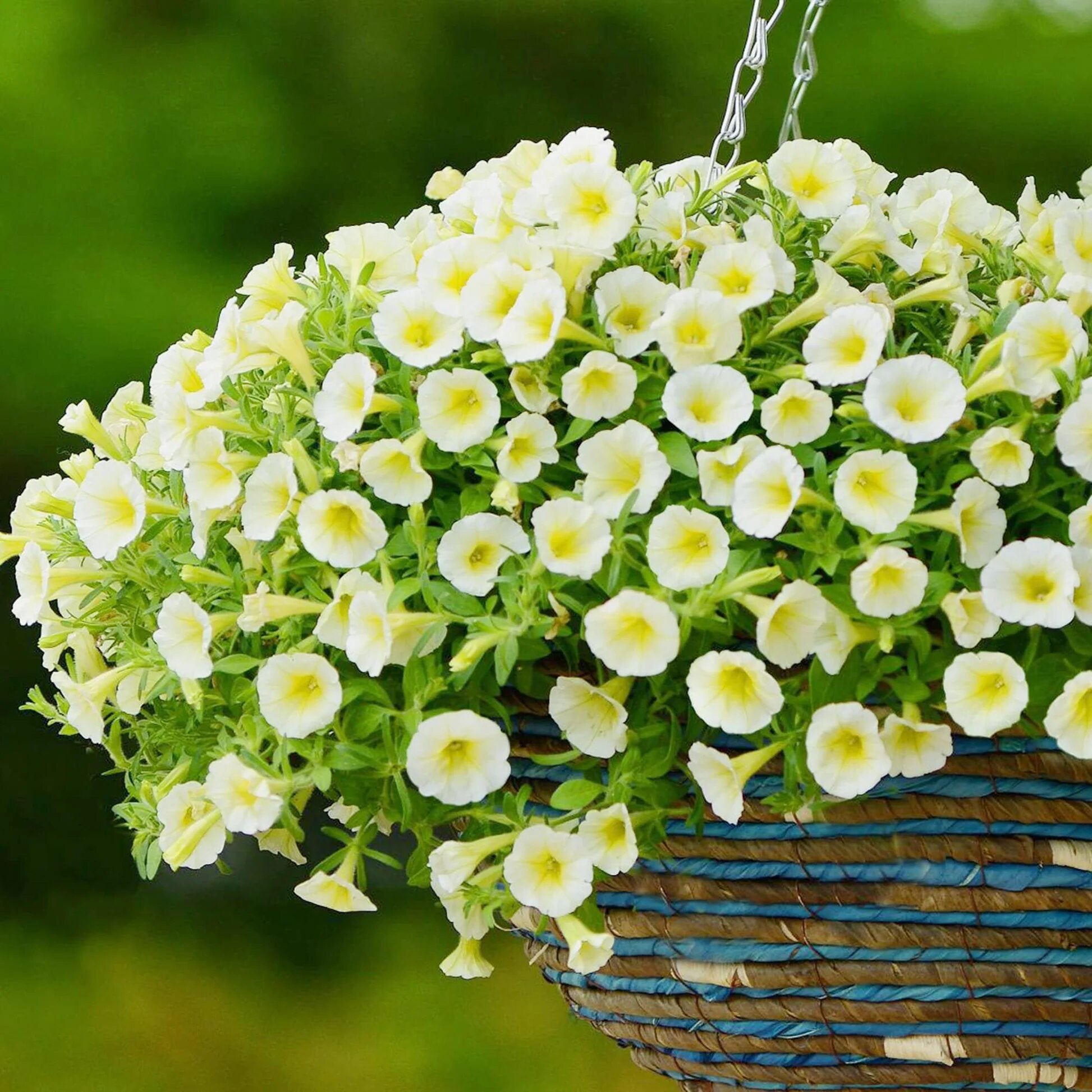 Petunia Flower Seeds – Exotic Flowering Plants for Vibrant Garden Beauty