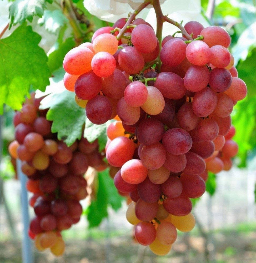 Grape Brown Color Variety Rich Fruit Seeds