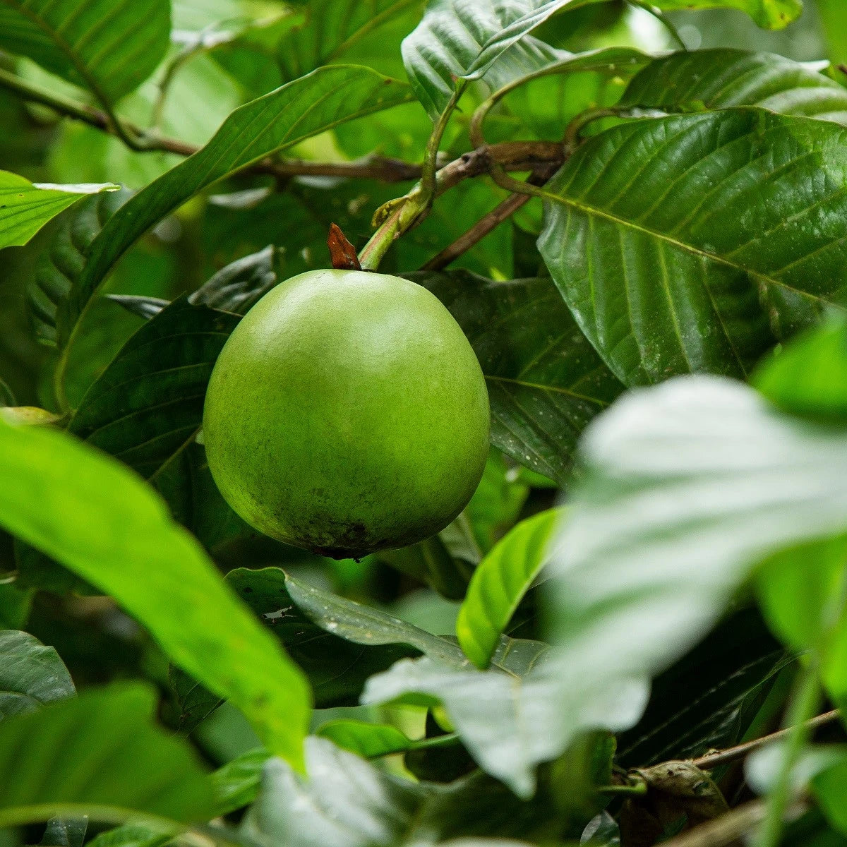 Patinoi Borojoa Rare Exotic Trees Fruit Seeds