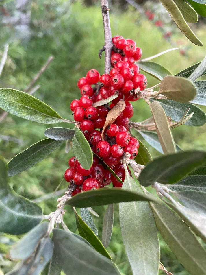 Silver Buffaloberry Shepherdia Argentea Red Fruit Seeds