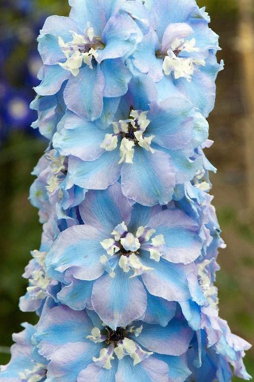 Violet Delphinium Flowers Seeds