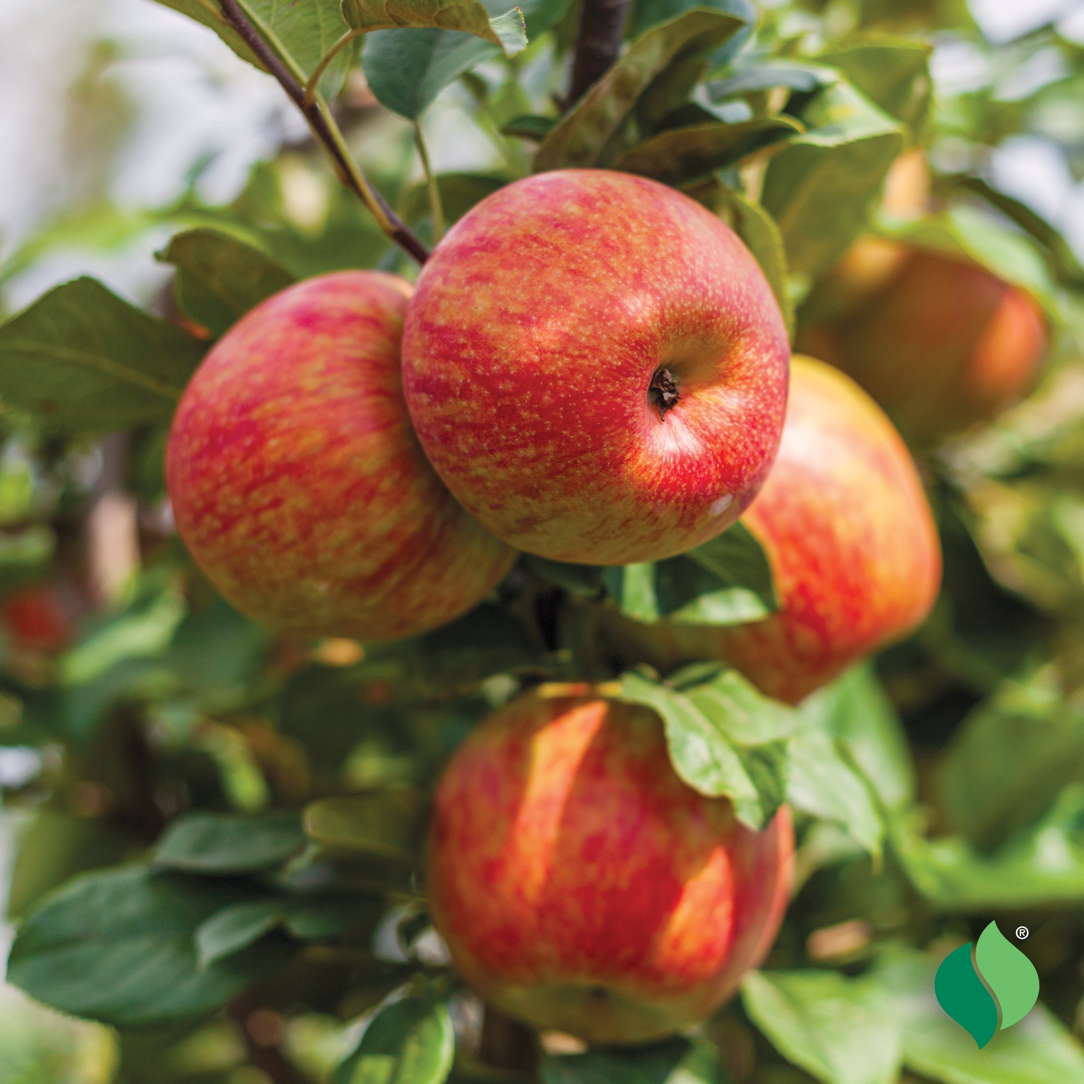 Honeycrisp Apple Tree Grow Delicious Fruit Seeds