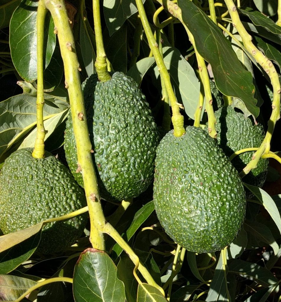 Sirpriz Avocado Fruit Grow Avocados In Cooler Climates Heirloom Fruit Seeds