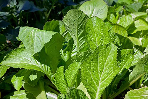 Mustard Plant Seeds for Planting Green herb seeds - home gardening, heirloom garden seeds