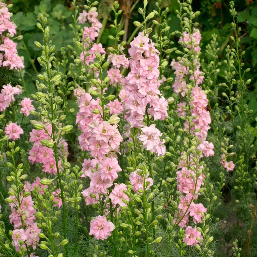 Pink Pale Delphinium Flower Seeds