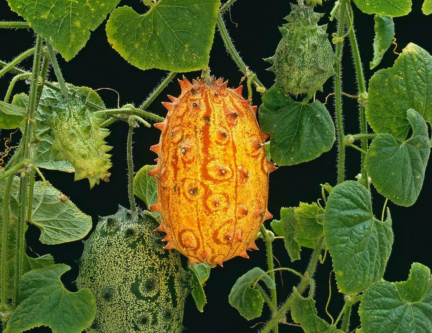 kiwano fruit exotic horned melons for your garden Fruit seeds