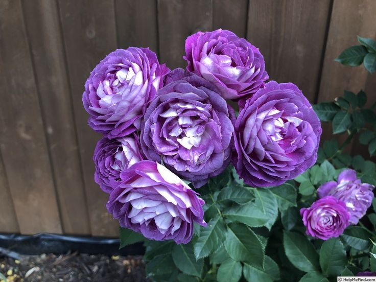 Lavender Climbing Rose Flower Seeds for Planting Heirloom Non-GMO High - Heirloom Non GMO Premium Garden Seeds for Plant