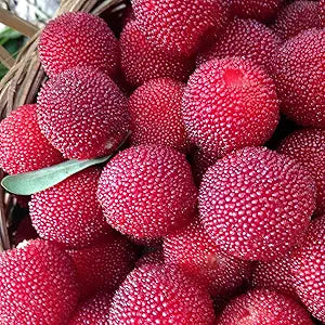 myrica pennsylvanica northern bayberry Fruit seeds