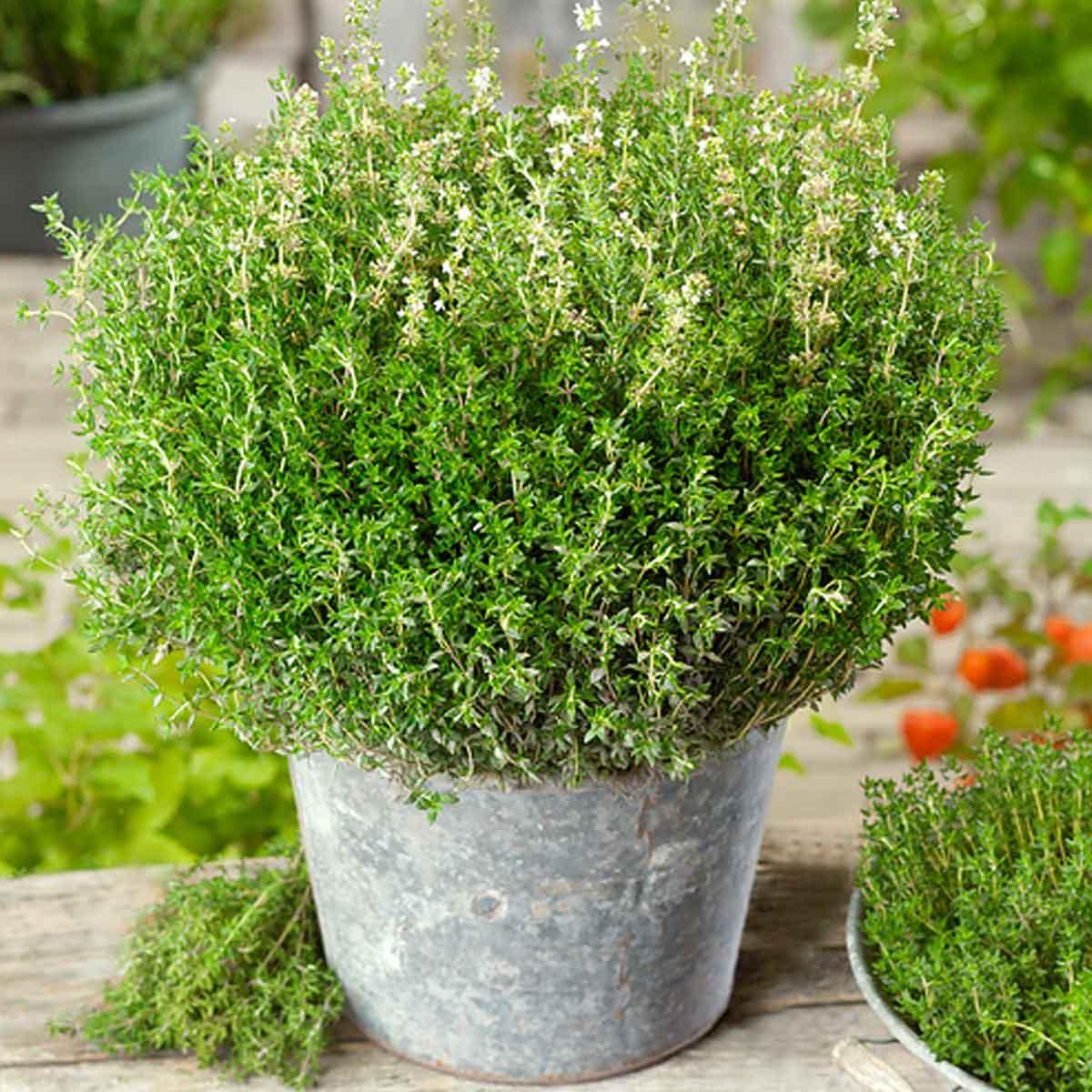 German Winter Thyme