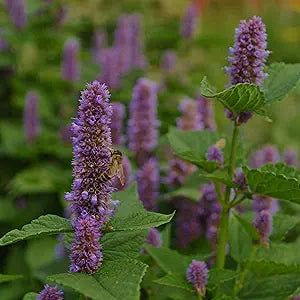 lavender lavandula angustifolia in herb garden flower