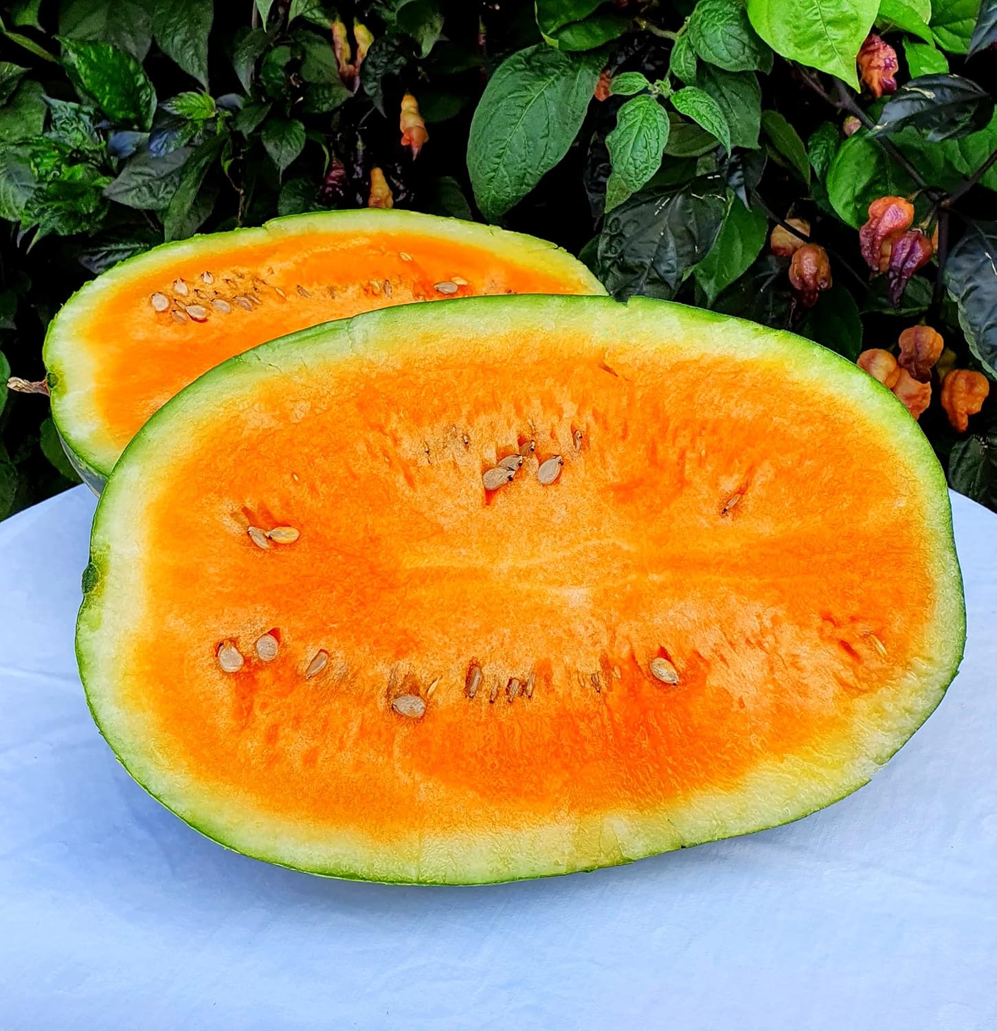 watermelon fruit orange Fruit Seeds organic garden seeds