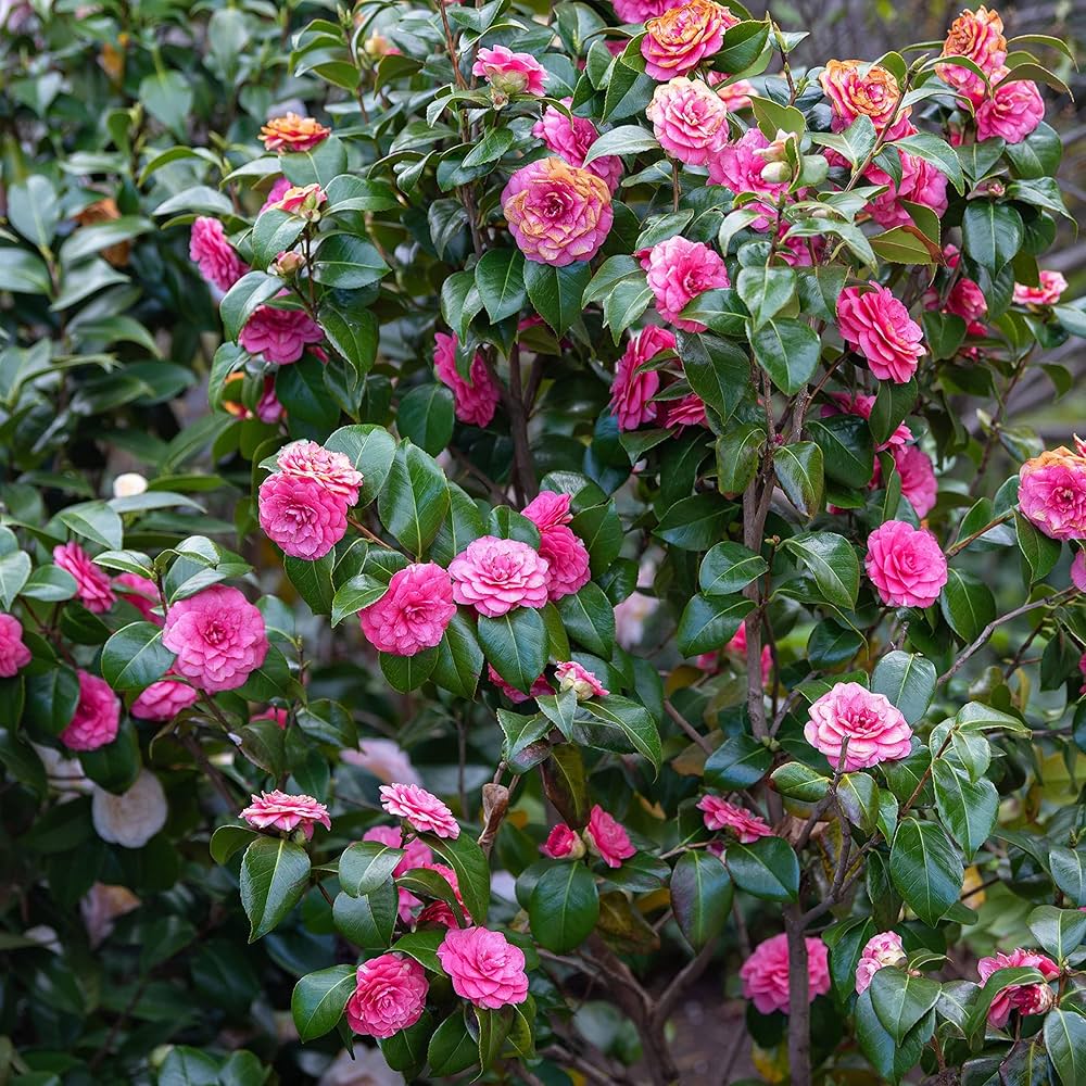 White Camellia Flower Seeds Perennial