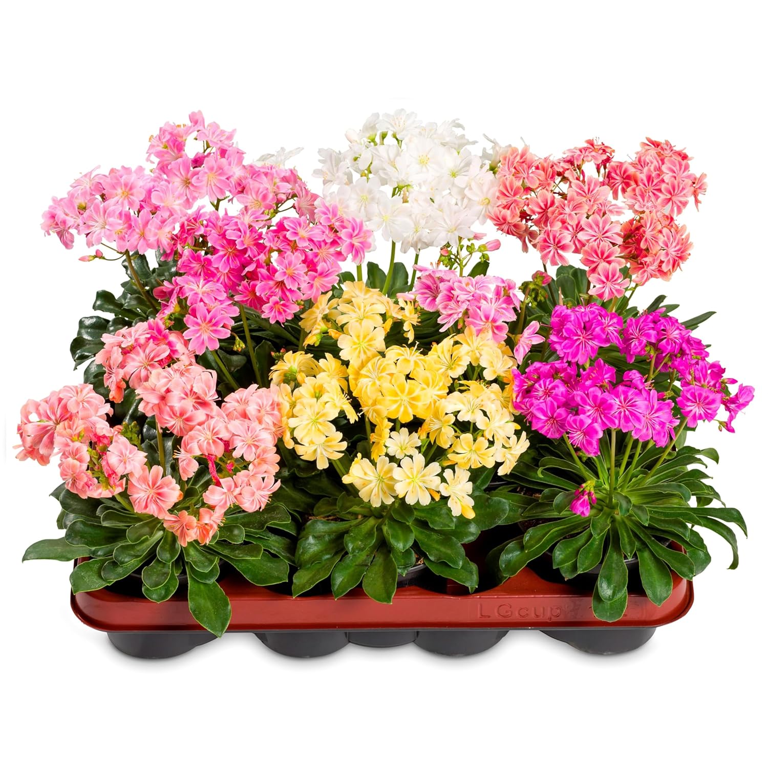 Lewisia Flower Seeds