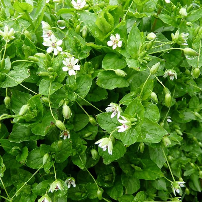 chickweed plant stellaria media in herb garden