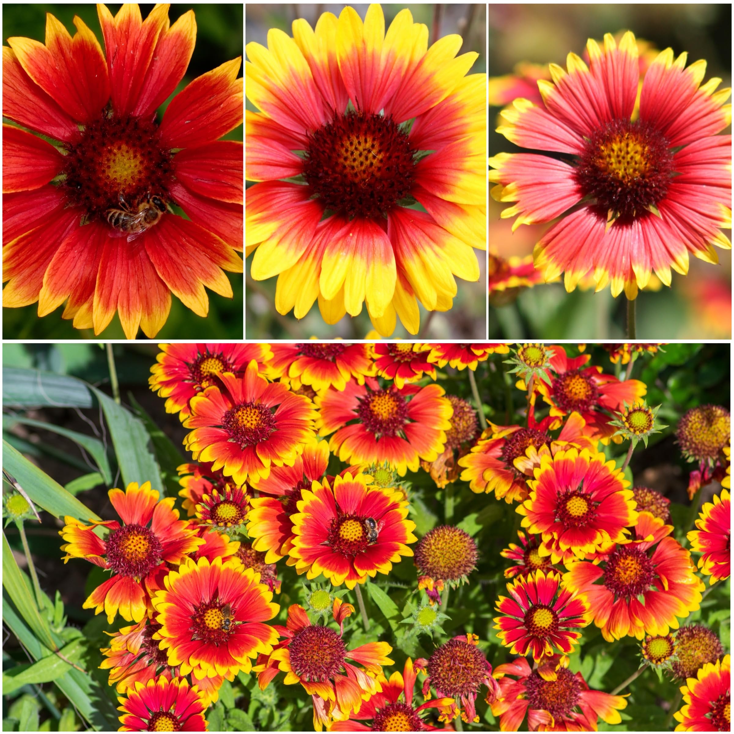 Blanket Flower Mix Annual Perennial Hummingbirds Butterflies Non Gmo
