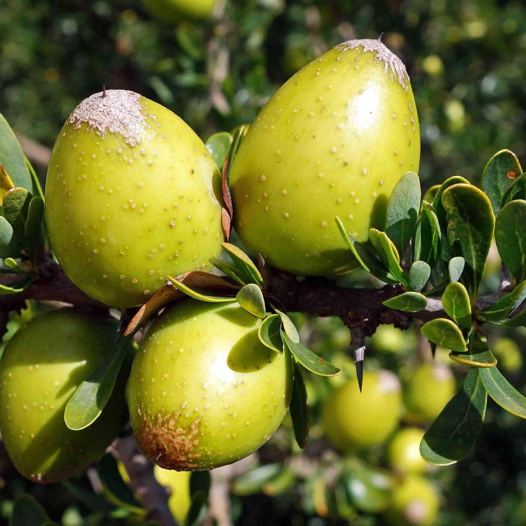 Argania Fruit Resilient And Nutritious Tree Fruit Seeds