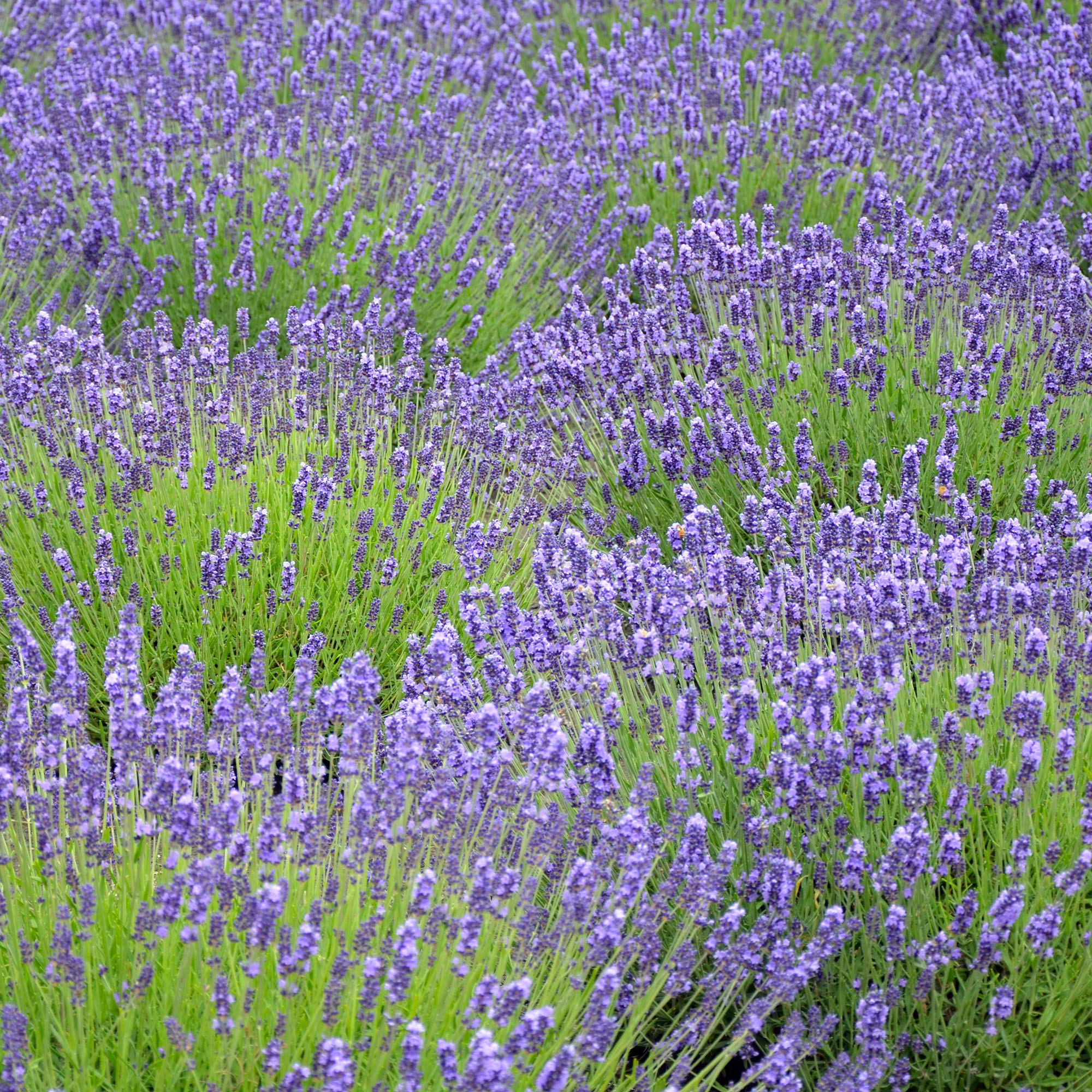 Lavender Usa