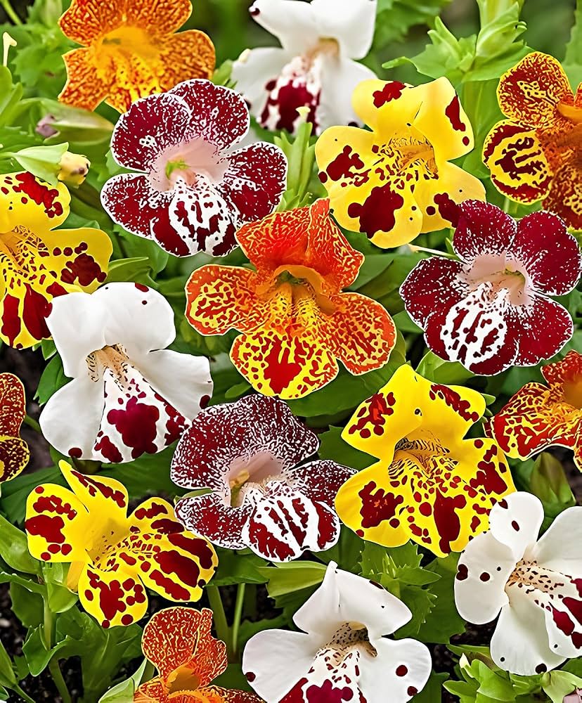 Heirloom Non Gmo Spotted Monkey Flower Unique And Colorful Blooms In Your Garden Flower Seeds