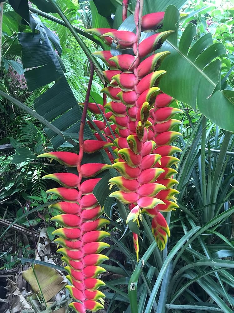 Heliconia Flower Seeds