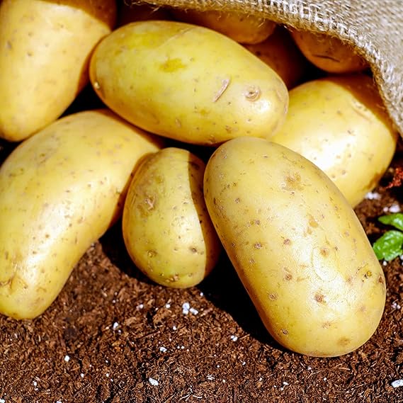 potato solanum tuberosum vegetable in patch Fruit
