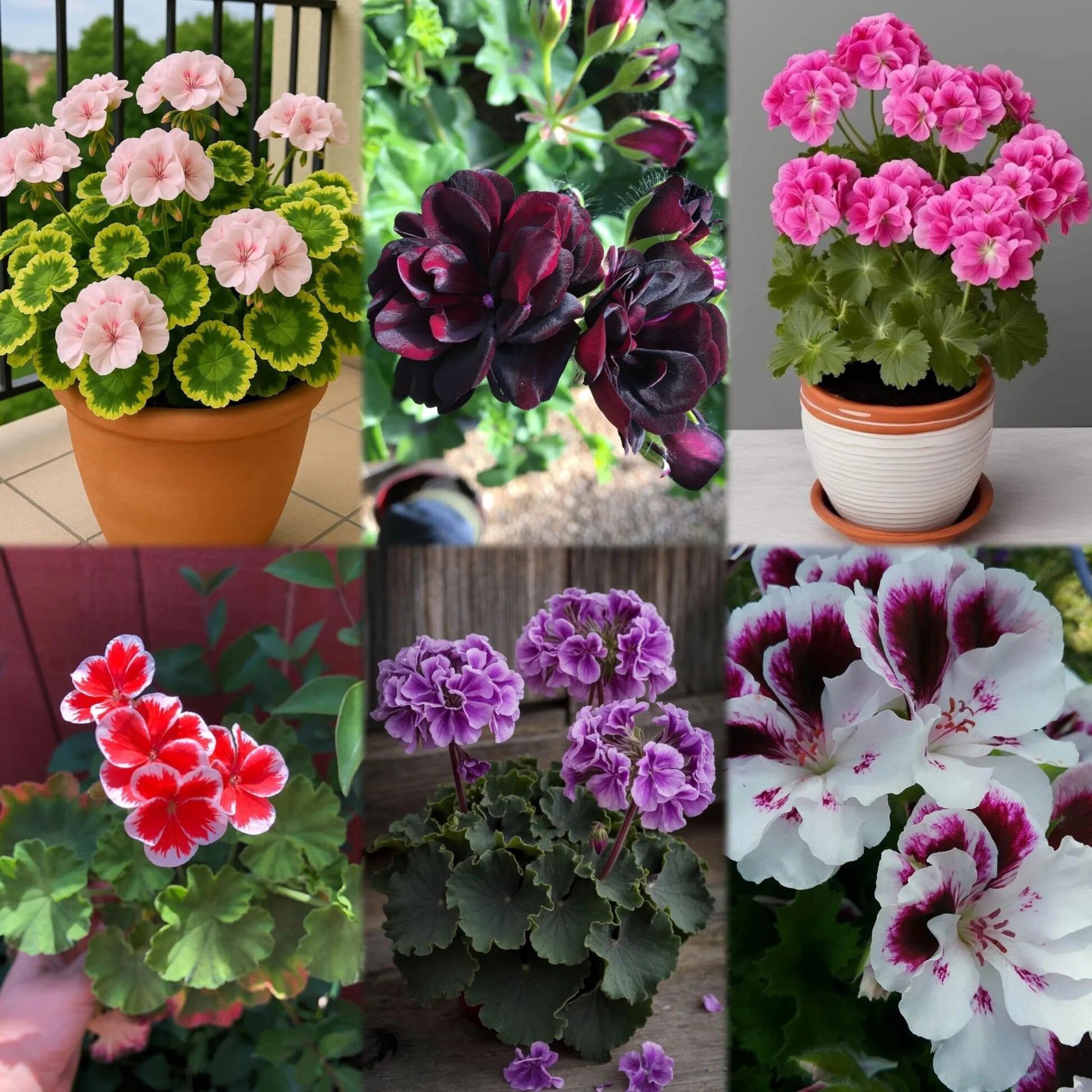 Mixed Geranium Flower Seeds – Rare Blooming Plants for Balcony & Outdoor Gardens