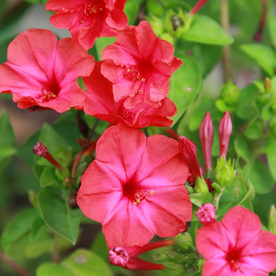 Pink Four Seasons Broadcast Flower