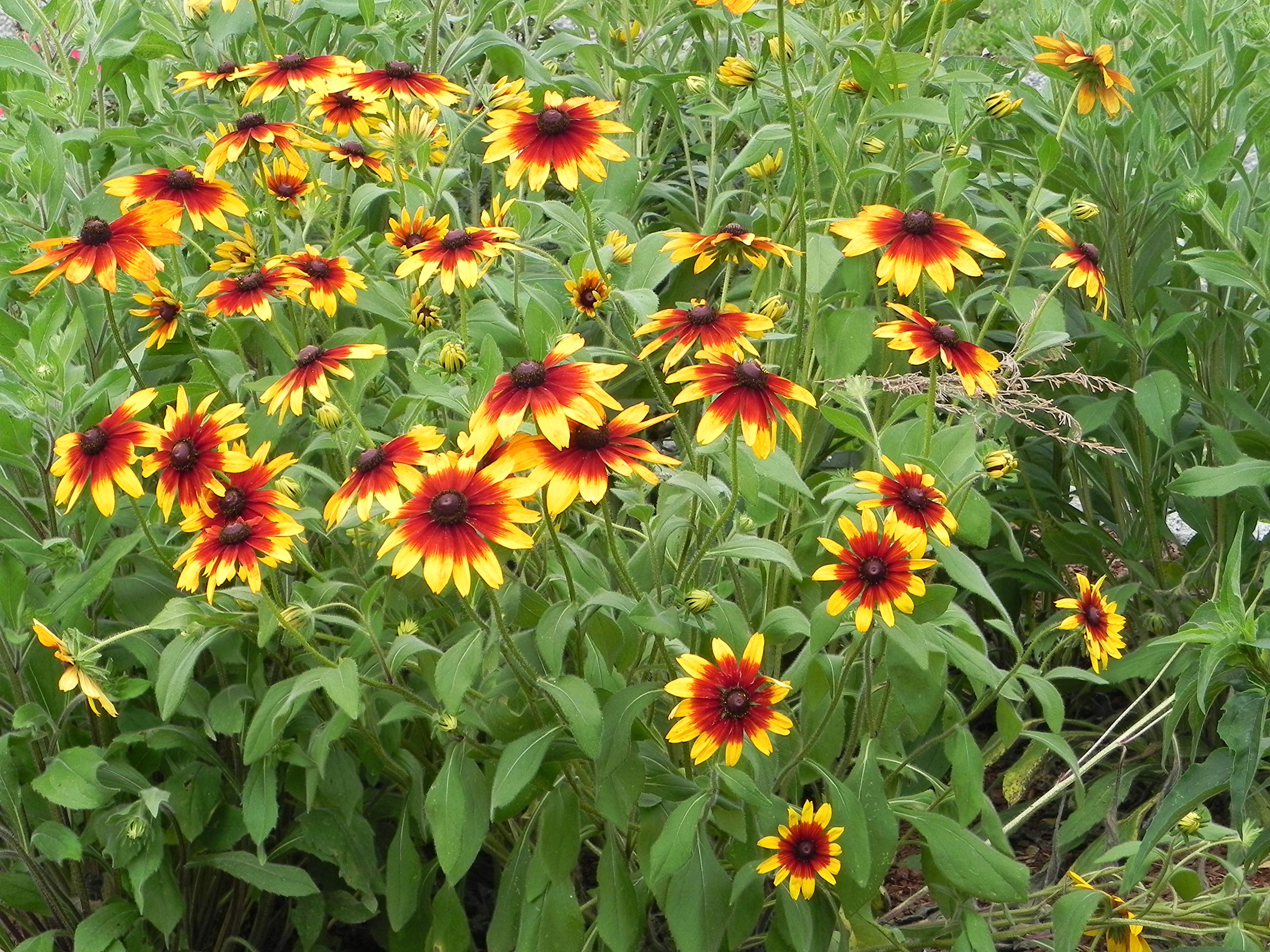 Gloriosa Daisy Rudbeckia Hirta