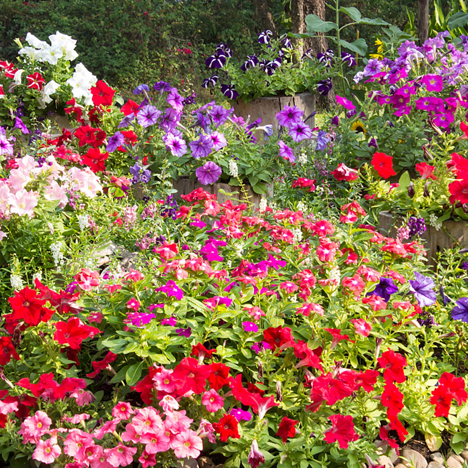 Heirloom Mixed Color Hanging Garden Petunia Beautiful Garden Plants Flower Seeds Home