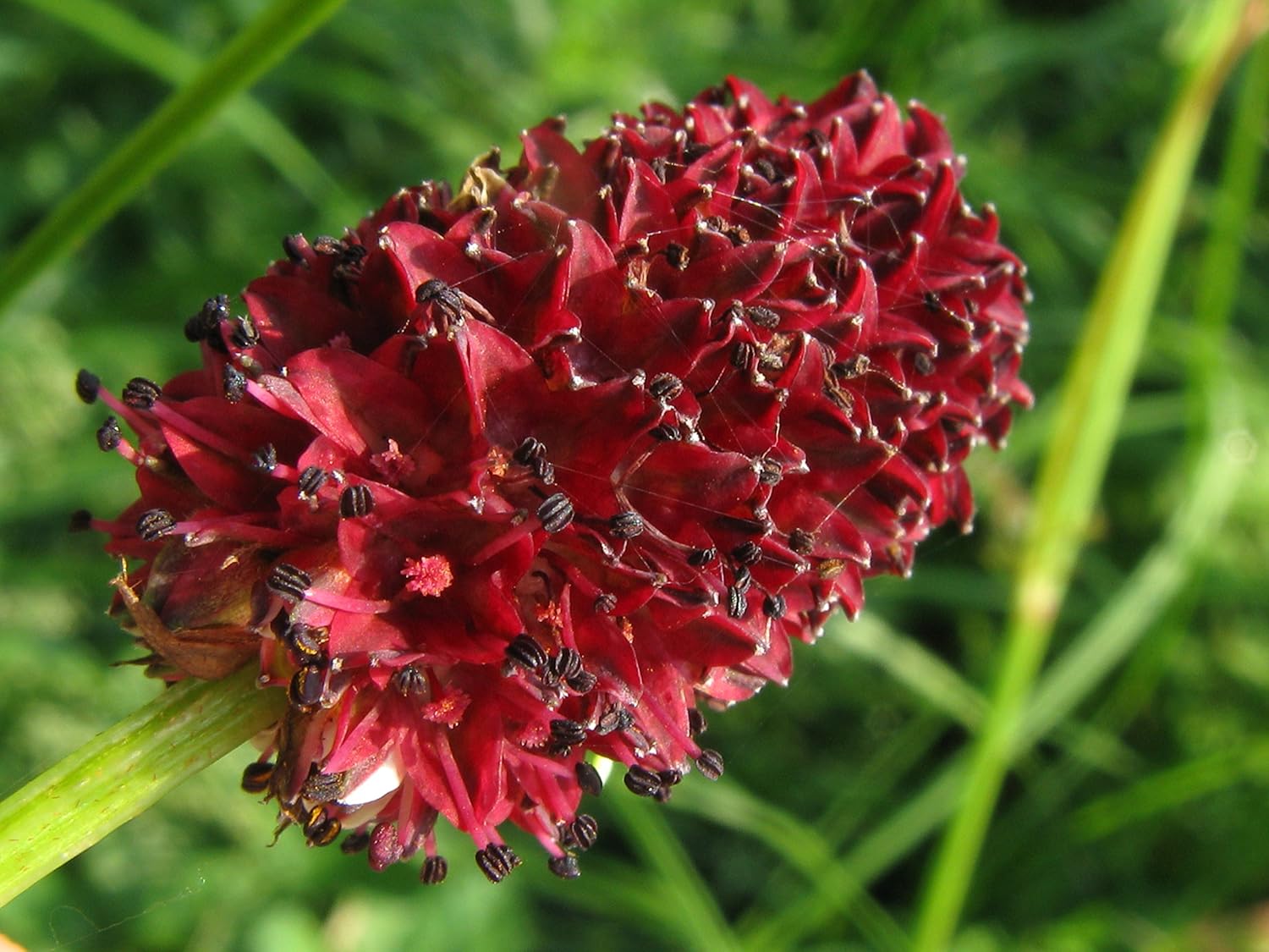 sanguisorba Flower Seeds
