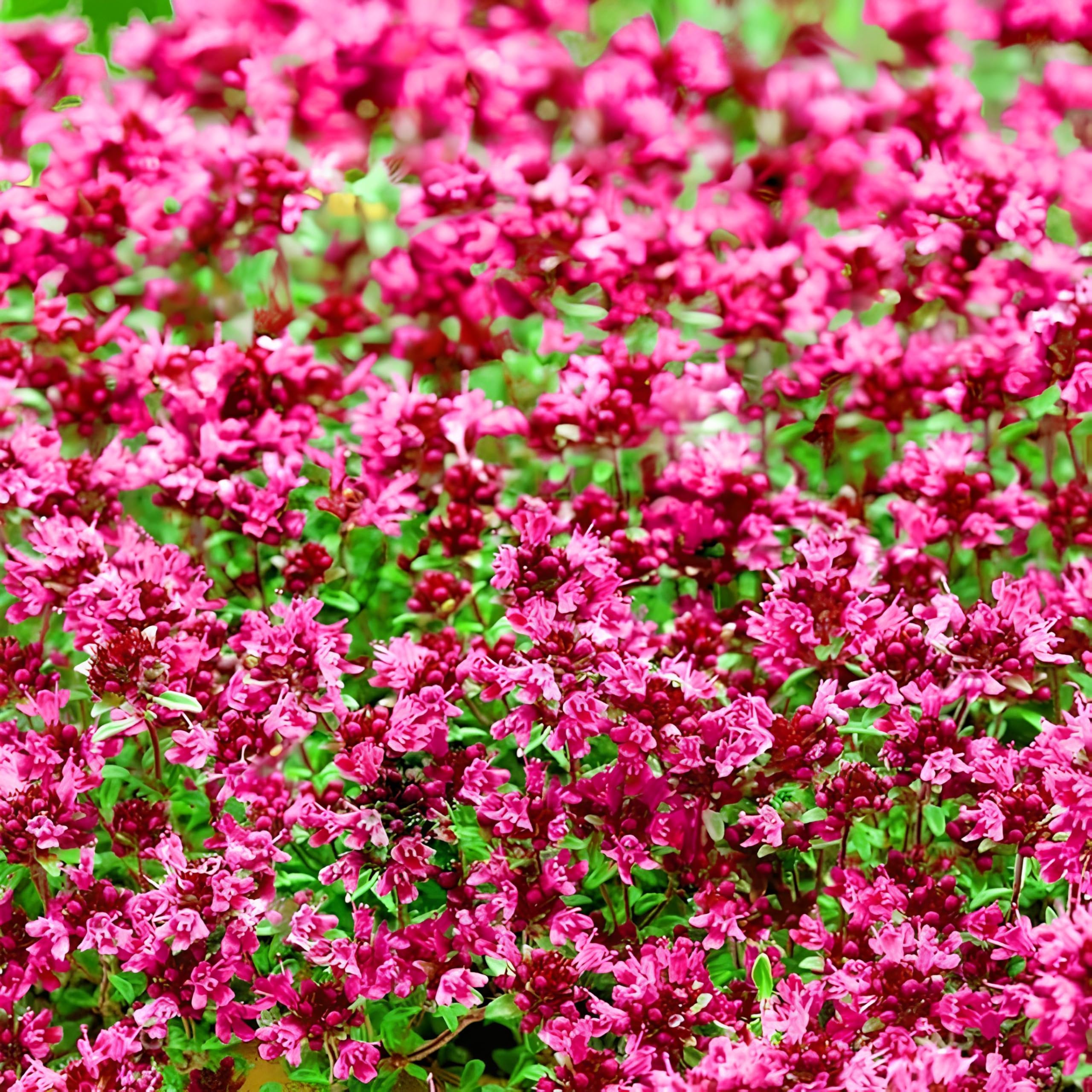 climbing thyme Fruit Seeds