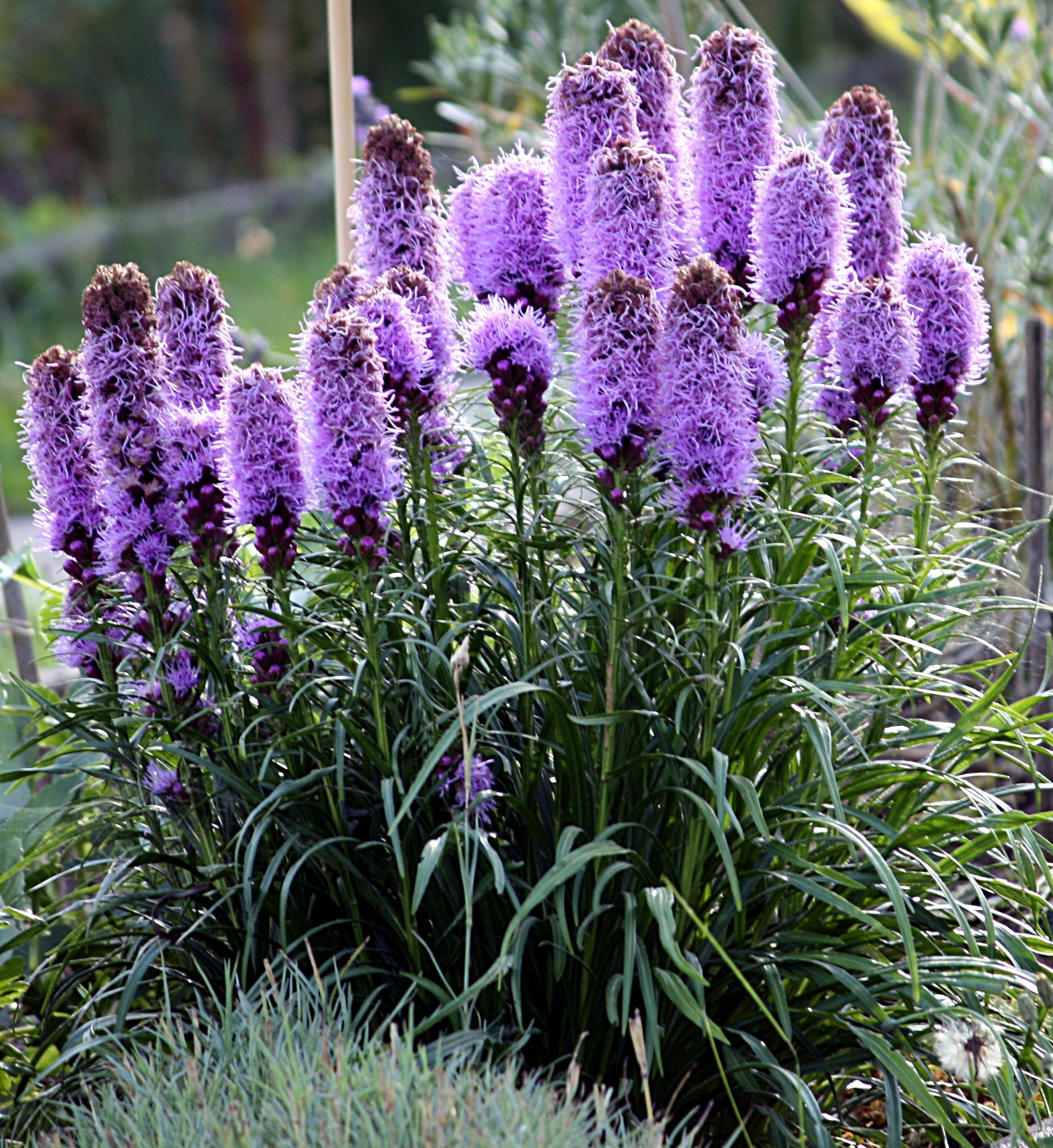 Purple Blazing Star Liatris Spicata Bulbs Large Flowering Plants Flower Seeds