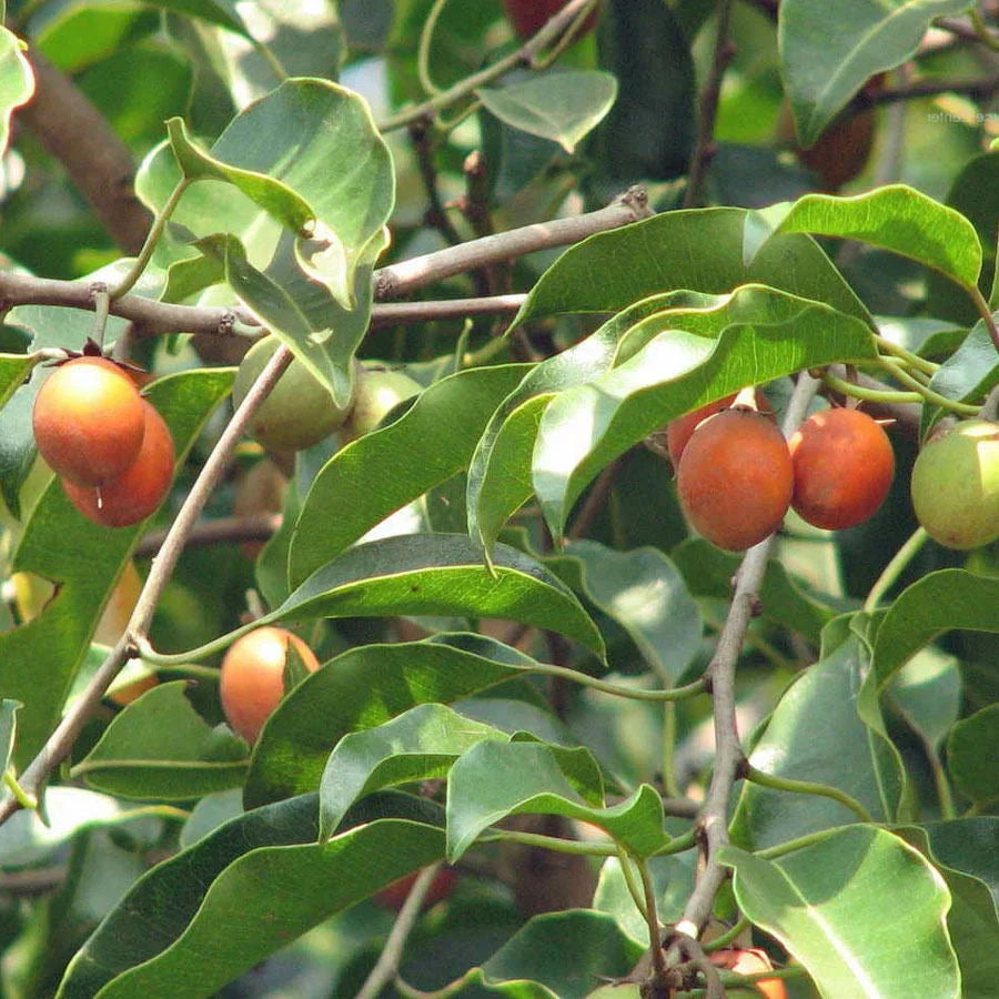 Mimusops Fruit Tropical Sweet Fruits Fruit Seeds