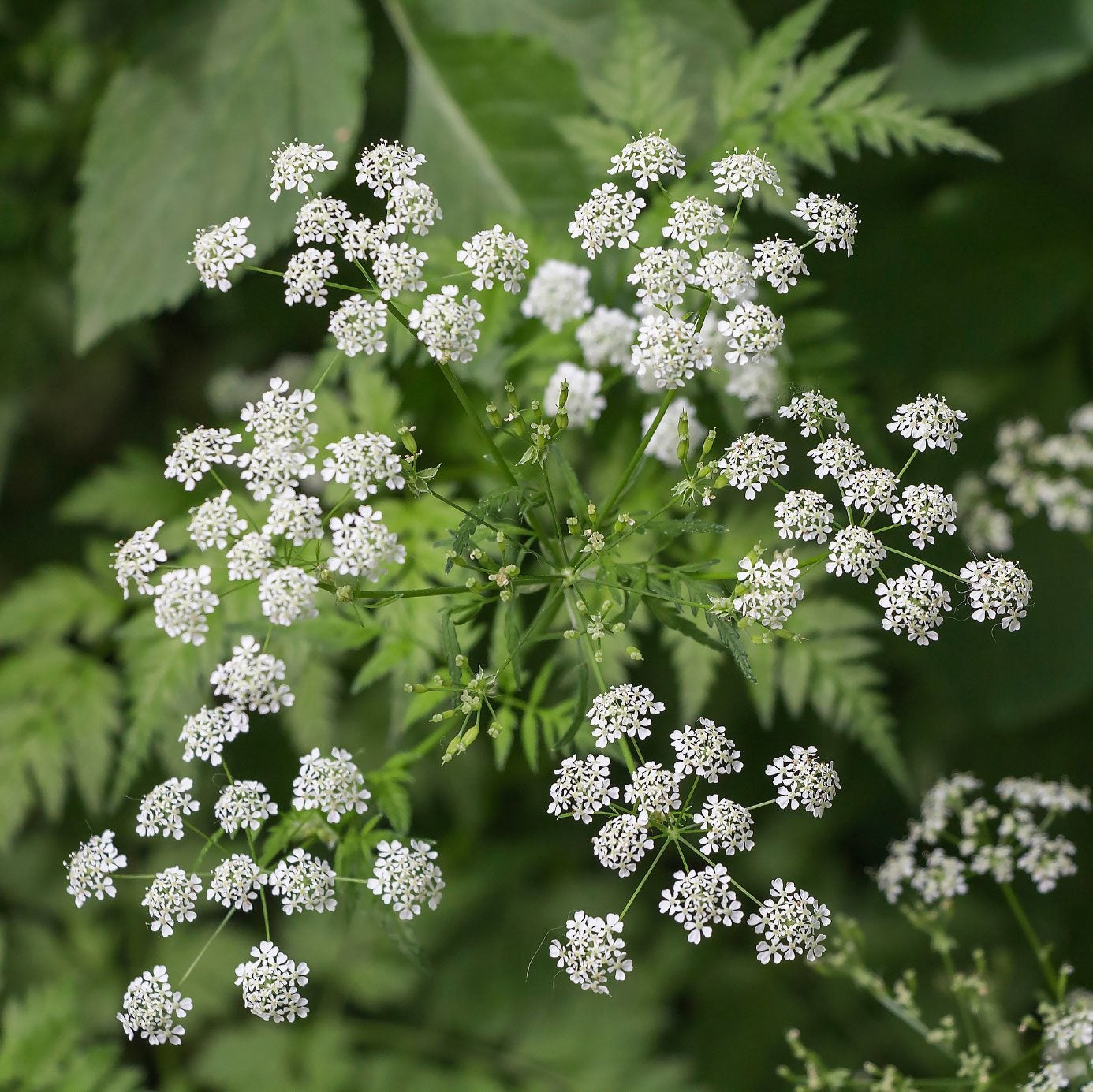 Hemlock Flower Seeds - Heirloom, Non GMO, High Germination, Organic Garden Seeds