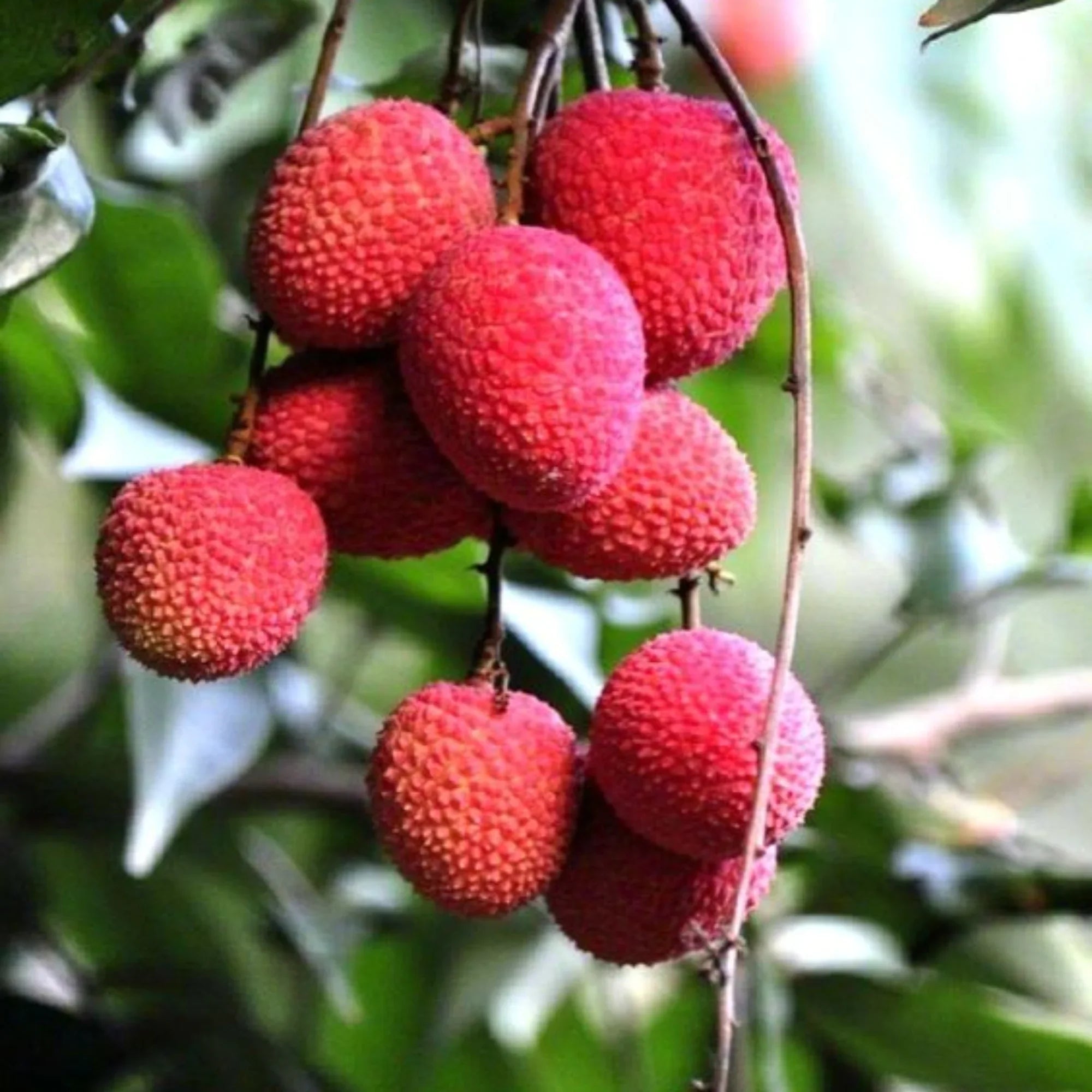 Brewster Lychee Fruit Tropical Sweet Growth Your Backyard Orchid Fruit Seeds