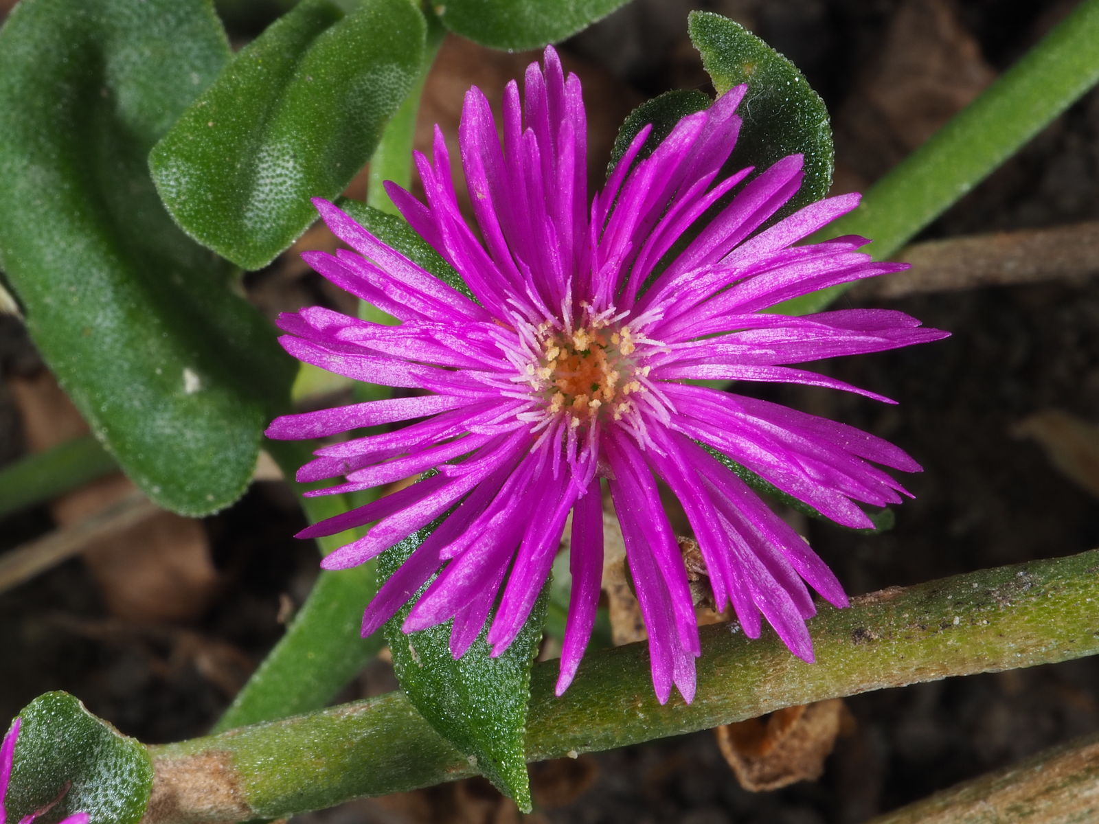 Aizoaceae Flower Seeds