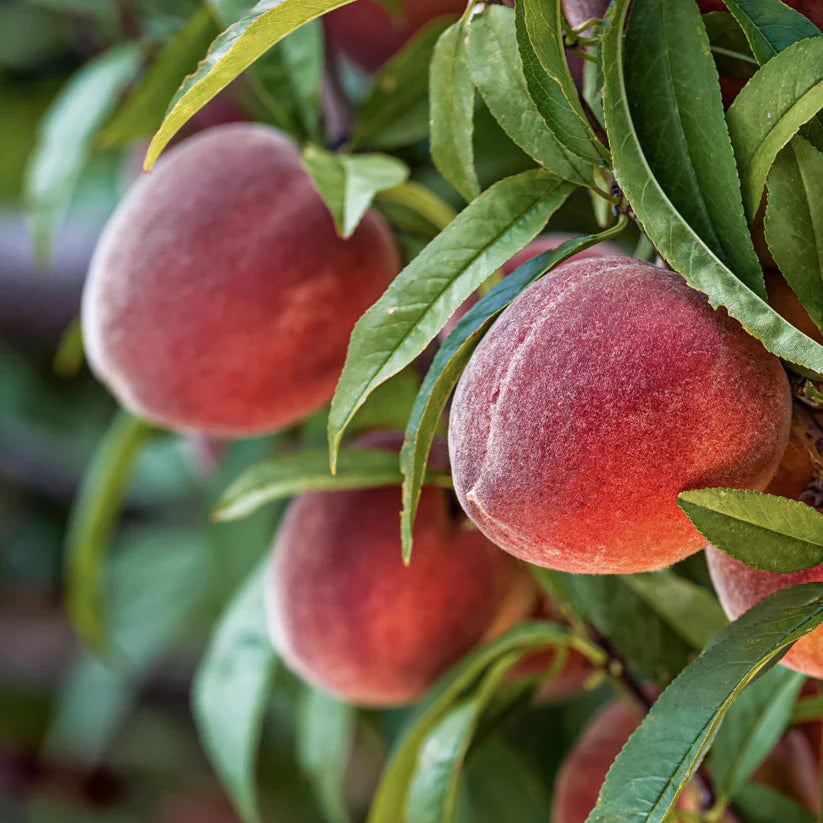 Red Haven Peach Fruit Grow Juicy And Flavorful Peaches In Your Heirloom Fruit Seeds