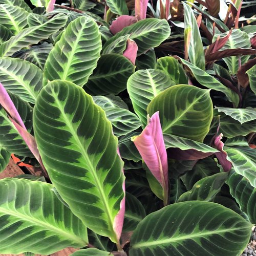 Calathea Warscewiczii Flower Seeds Heirloom Non-GMO Seeds for Planting High Germination Organic Garden Seeds Easy Grow