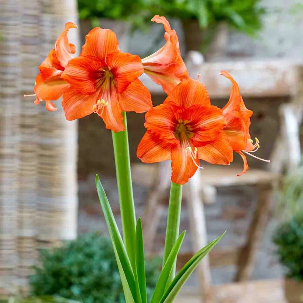Orange Giant Amaryllis Flower Seeds