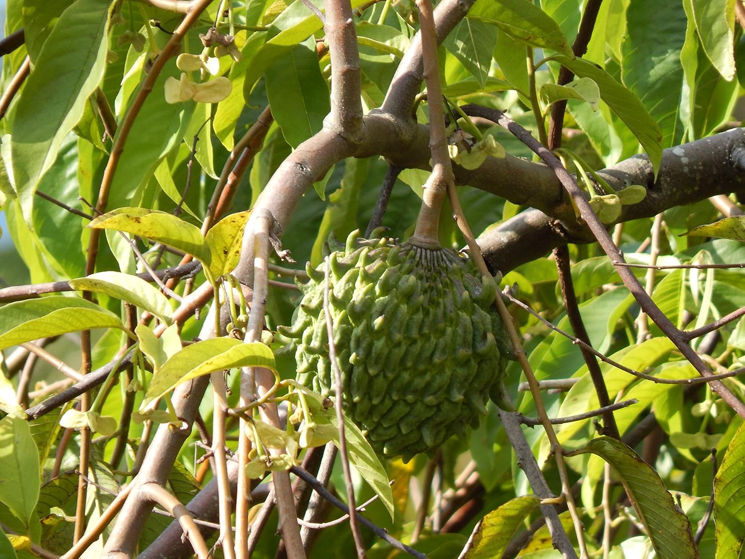 Rollinia Deliciosa Soft Sweet Exotic Fruit Seeds