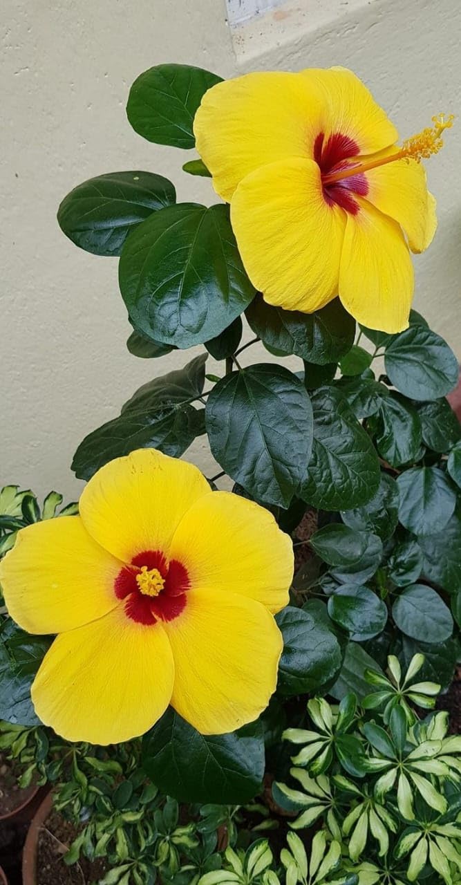 Yellow Hibiscus Flower Seeds