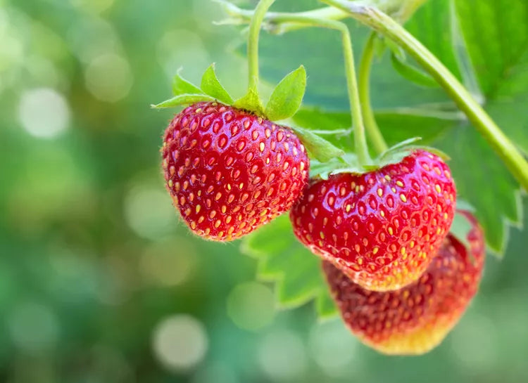 rosypink strawberry fruit for planting sweet Fruit Seeds