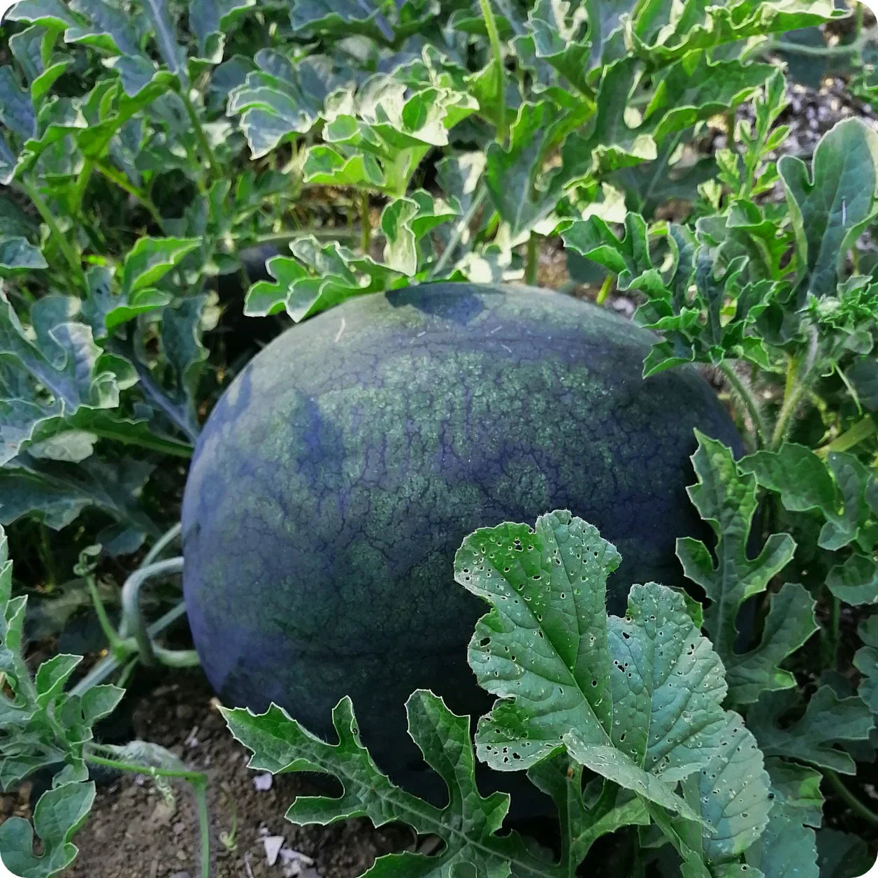Melon Juicy Flavorful Harvests Fruit Seeds