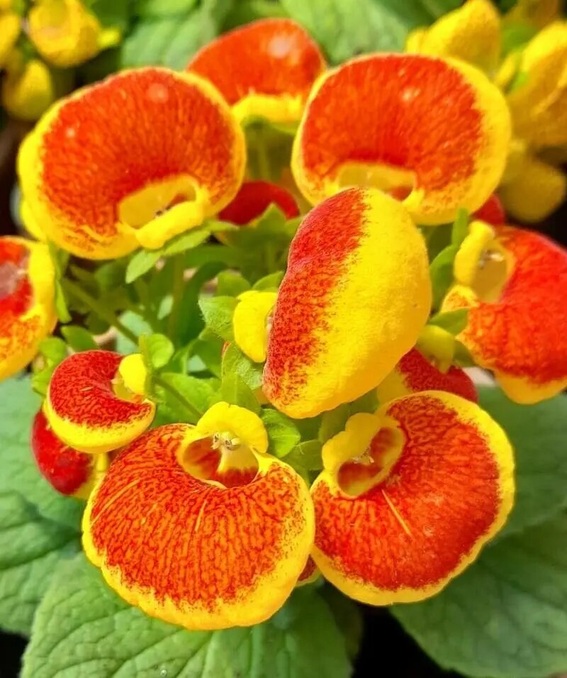 Calceolaria Flower Seeds - Heirloom Non GMO High Germination Garden Planting Seeds