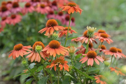 Orange Coneflower Seeds
