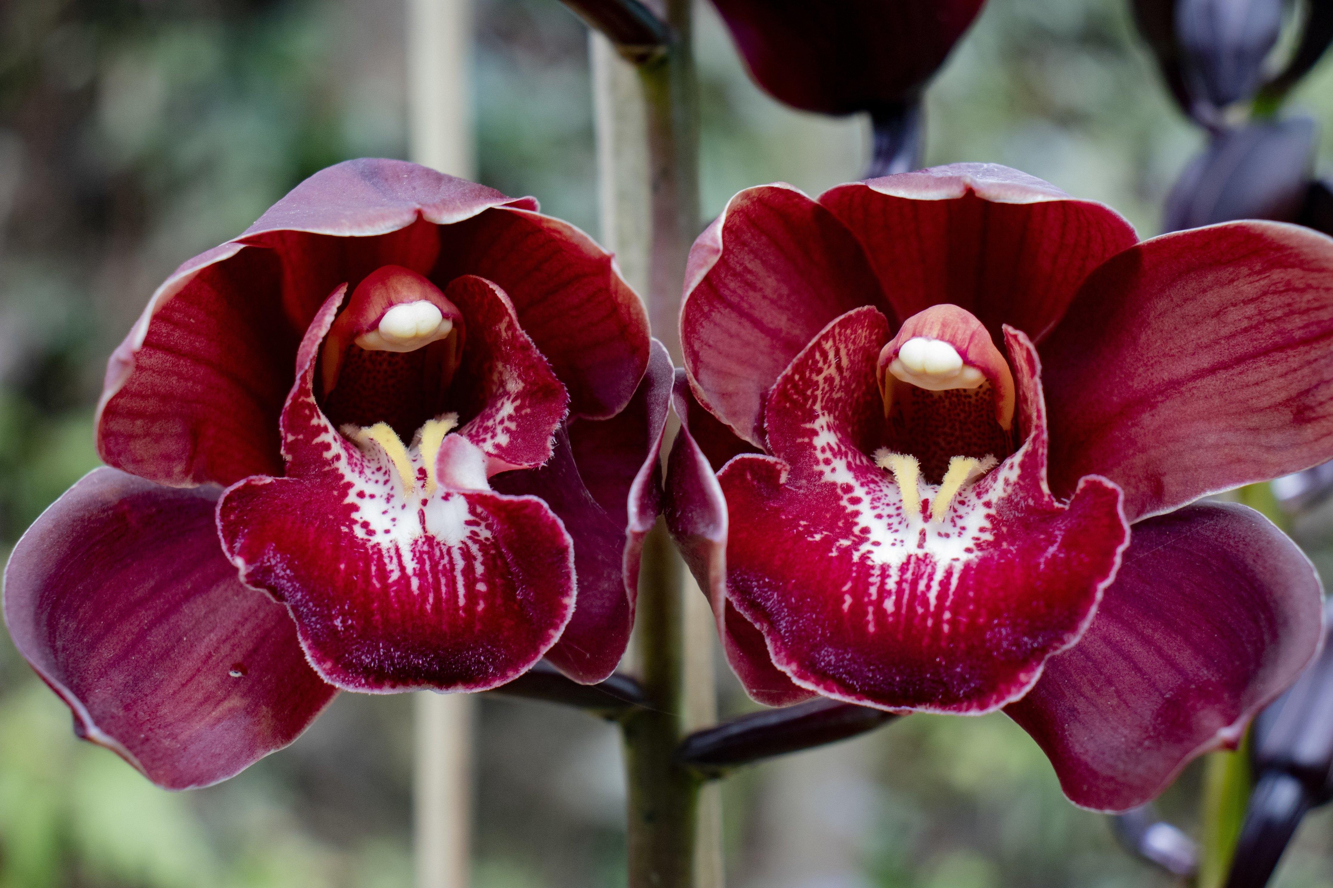 Cymbidium Orchid Flower Seeds - Heirloom Non GMO High Germination Garden Planting Seeds